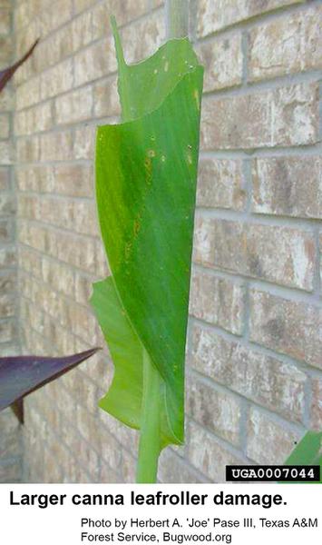 Larger canna leafrollers can cause significant damage.